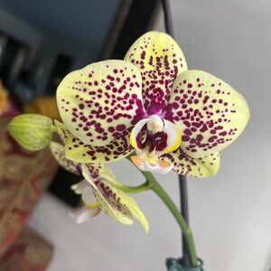 Phalaenopsis Orchid Lime Color with Burgundy Spots in Bloom